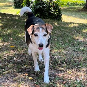 Boarding dog in Luhacovice pet sitting request