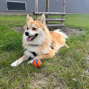 Jedna návštěva pes v Prague hlídací žádost