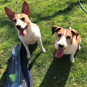 Ubytování psi v Praha hlídací žádost