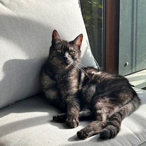 Návštevy kočka v Praha hlídací žádost