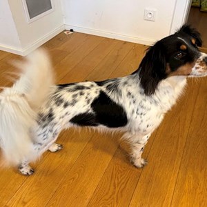 Ubytování pes v Hostivice hlídací žádost