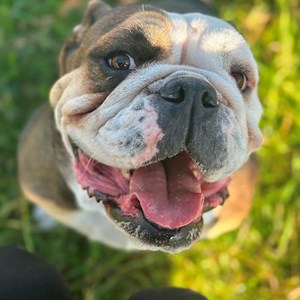Sitting at owner dog in Praha pet sitting request