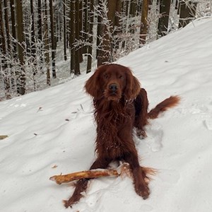 Ubytování pes v Brno hlídací žádost