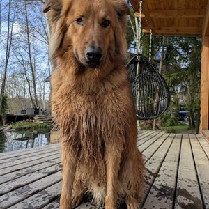 Dog Walking dog in Prag pet sitting request