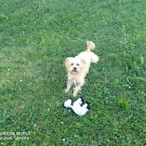 Ubytování pes v Praha  hlídací žádost