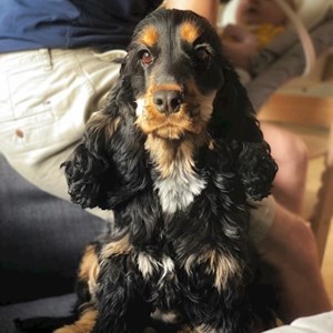 Denní Péče pes v Prague hlídací žádost