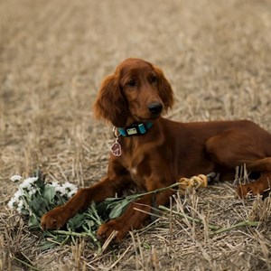 Venčení pes v  hlídací žádost