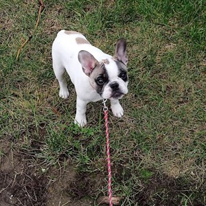 Dog Walking dog in Hradec Králové pet sitting request
