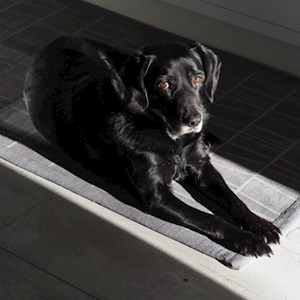 Boarding dog in  pet sitting request