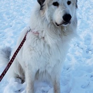 Ubytování psi v  hlídací žádost