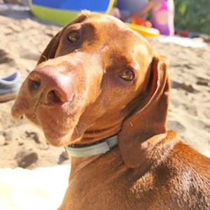 Boarding dog in  pet sitting request