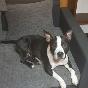 Dog Walking dog in  pet sitting request