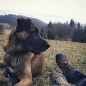 Ubytování pes v Dvůr Králové nad Labem hlídací žádost