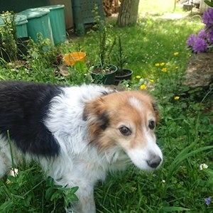 Boarding dog in Červený Kostelec pet sitting request