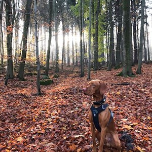 Pet Day Care dog in  pet sitting request