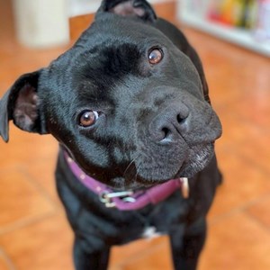 Denní Péče pes v Zdiby hlídací žádost