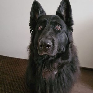 Boarding dog in  pet sitting request