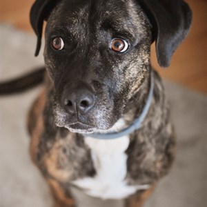 Boarding dog in Praha pet sitting request