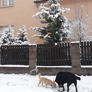 Dog Walking dogs in Pilsen pet sitting request