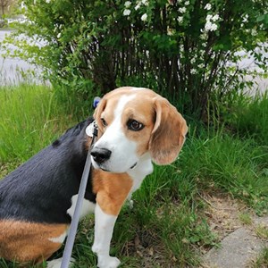 Boarding dog in  pet sitting request