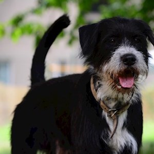 Ubytování pes v Úvaly hlídací žádost