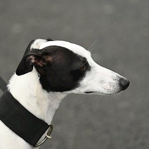 Ubytování pes v  hlídací žádost