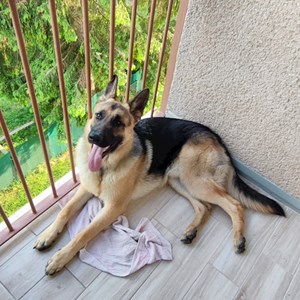 Ubytování pes v Zásada hlídací žádost