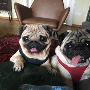 Ubytování psi v  hlídací žádost