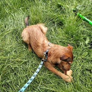 Pet Day Care dog in Ostrava pet sitting request