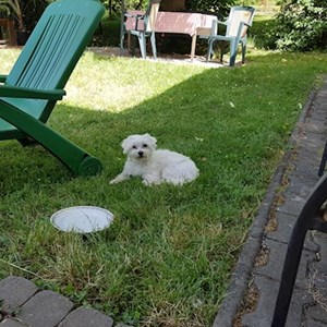 Ubytování pes v Praha hlídací žádost