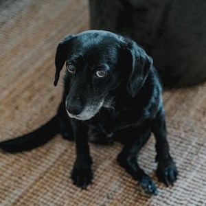 Boarding dog in  pet sitting request