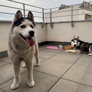 Dog Walking dogs in  pet sitting request