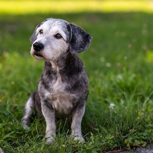 Ubytování pes v  hlídací žádost