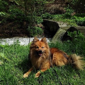 Ubytování pes v Vrané nad Vltavou hlídací žádost