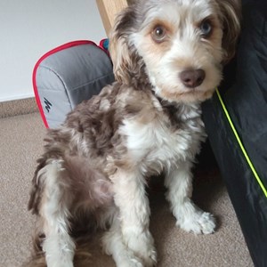 Boarding dog in Hostivice pet sitting request