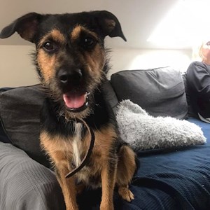 Boarding dog in  pet sitting request