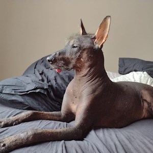 Boarding dog in  pet sitting request