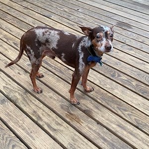 Boarding dog in  pet sitting request