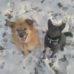 Boarding dogs in  pet sitting request