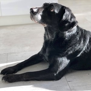 Boarding dog in Prague pet sitting request