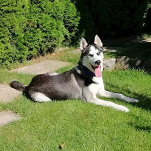 Ubytování pes v  hlídací žádost