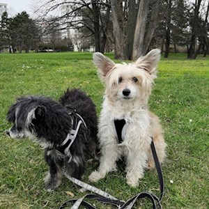 Boarding dogs in Praha pet sitting request