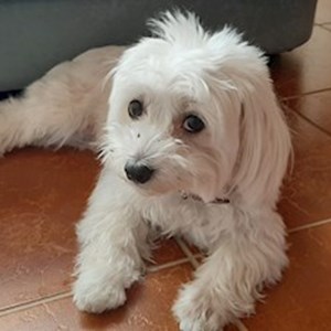 Boarding dog in  pet sitting request