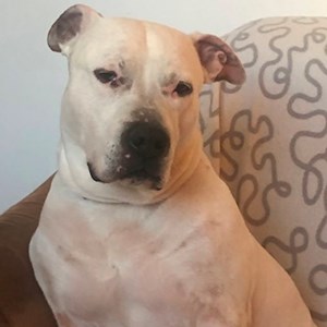 Boarding dog in Vyškov pet sitting request
