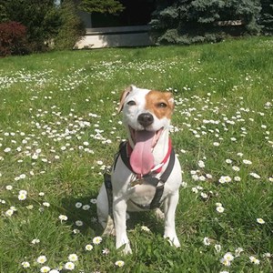 Boarding dog in  pet sitting request