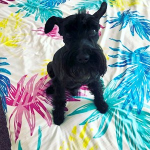 Ubytování pes v Prague hlídací žádost