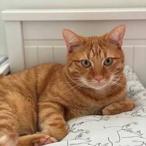 Boarding cats in  pet sitting request