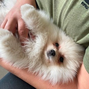 Boarding dog in  pet sitting request