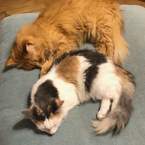 One visit cats in  pet sitting request