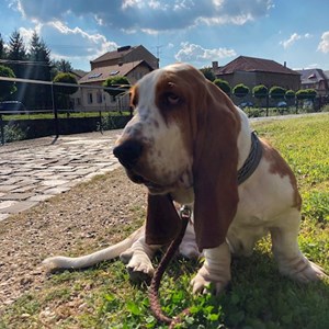 Ubytování pes v Frýdlant hlídací žádost